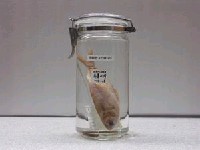 藏品(高鼻海鰶)的圖片